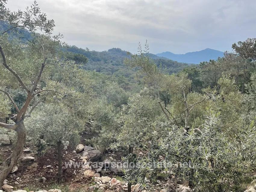 Feld Zu verkaufen in Ekincik Bz. Köyceğiz - Olive-Zonierung - 7.000 m²