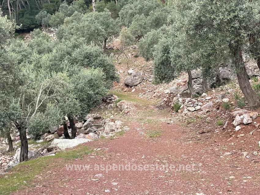 Feld Zu verkaufen in Ekincik Bz. Köyceğiz - Olive-Zonierung - 7.000 m²
