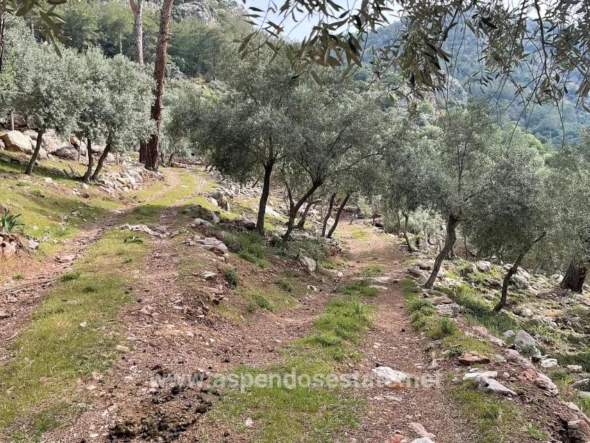 Feld Zu verkaufen in Ekincik Bz. Köyceğiz - Olive-Zonierung - 7.000 m²