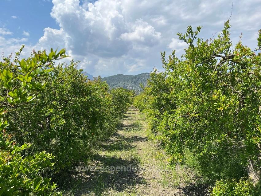 5.100 M² Großes Grundstück In Dalyan, Gebiet Maraş, Zu Verkaufen, Ausgewiesen Für 5% Wohnnutzung.