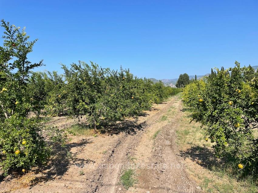 10.000 M² Großer Granatapfelgarten Zum Verkauf In Der Gegend Von Dalyan Arıkbaşı Gerendüzü.