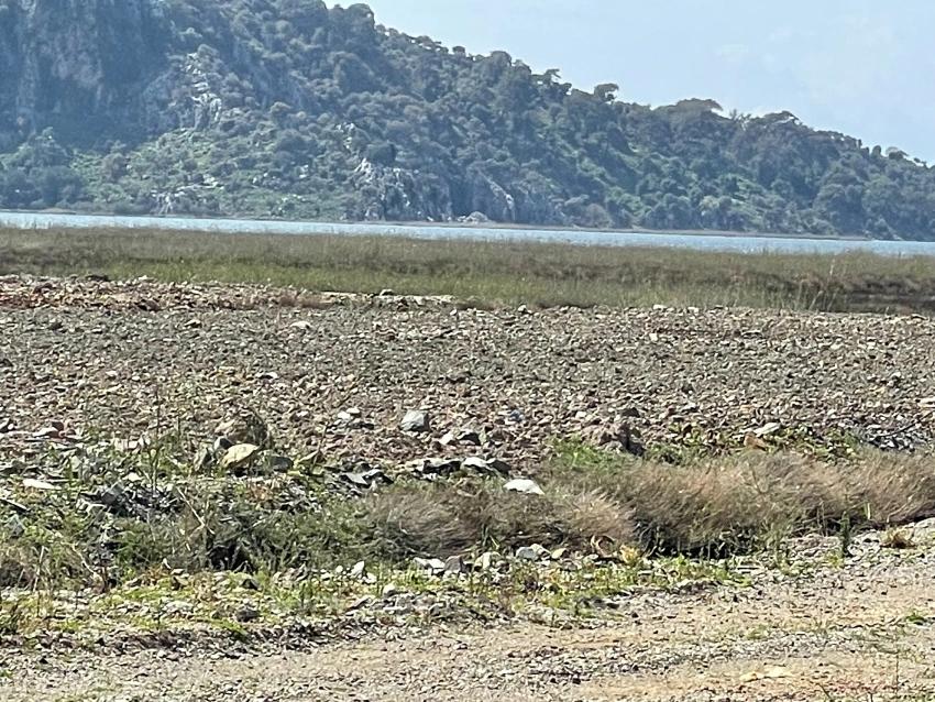 19.600 M² Großes Grundstück Zum Verkauf, Direkt An Der Straße Dalyan Iztuzu Beach Gelegen.