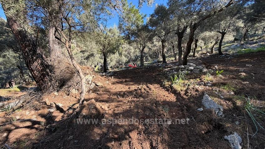 Feld Zu verkaufen in Çandır Bz. Köyceğiz - Gehäuse-Zonierung - 5.715 m²