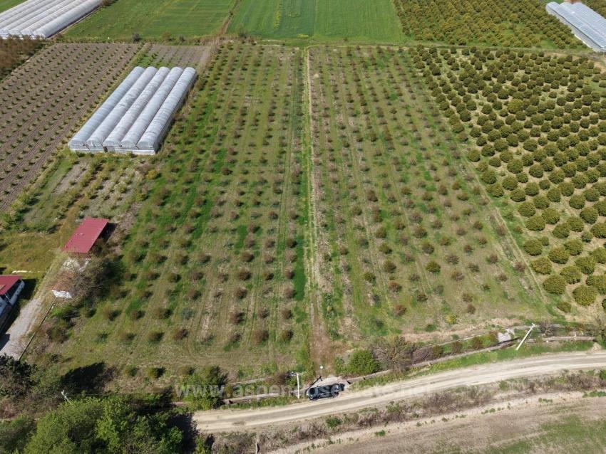 16.000 M² Großer Granatapfelgarten In Eskiköy Zu Verkaufen