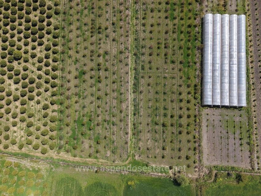 16.000 M² Großer Granatapfelgarten In Eskiköy Zu Verkaufen