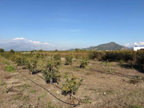 21500 M² Großer Granatapfelgarten In Eskiköy Zu Verkaufen