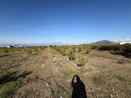 21500 M² Großer Granatapfelgarten In Eskiköy Zu Verkaufen