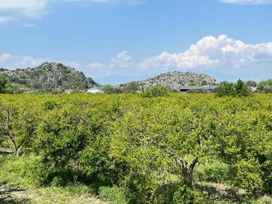 5.100 M² Großes Grundstück In Dalyan, Gebiet Maraş, Zu Verkaufen, Ausgewiesen Für 5% Wohnnutzung.