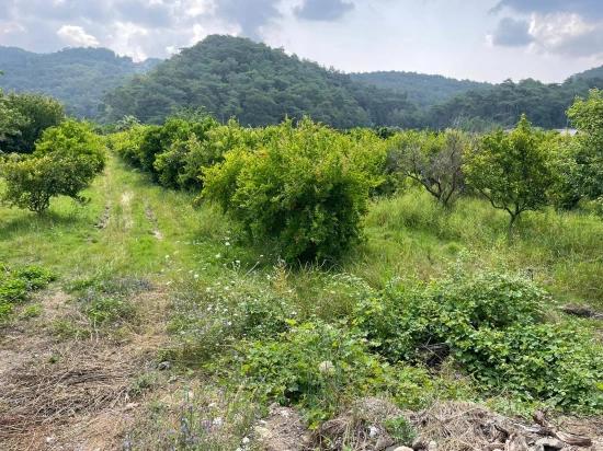 7800 M² Großes Grundstück Zum Verkauf In Gökbel, Neben Der Iztuzu Beach Road