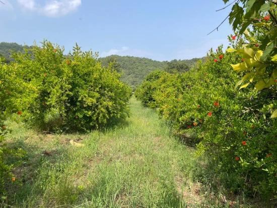 7800 M² Großes Grundstück Zum Verkauf In Gökbel, Neben Der Iztuzu Beach Road