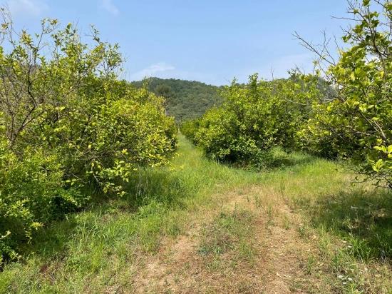 7800 M² Großes Grundstück Zum Verkauf In Gökbel, Neben Der Iztuzu Beach Road