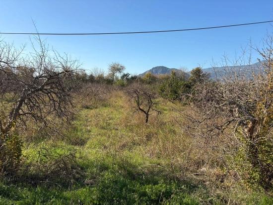 4.541 M² Großer Garten Zum Verkauf In Dalyan.