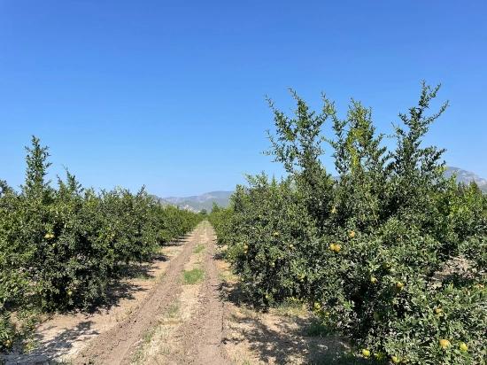 10.000 M² Großer Granatapfelgarten Zum Verkauf In Der Gegend Von Dalyan Arıkbaşı Gerendüzü.