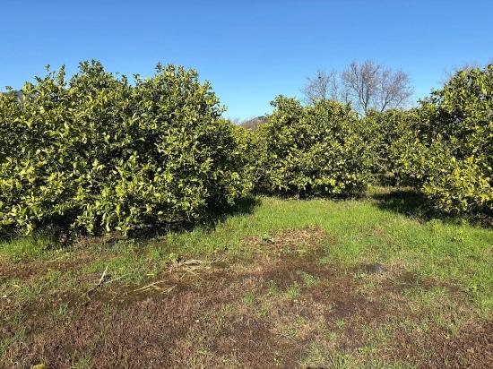 Zitronenhain In Dalyan Zu Verkaufen, 16.500 M²