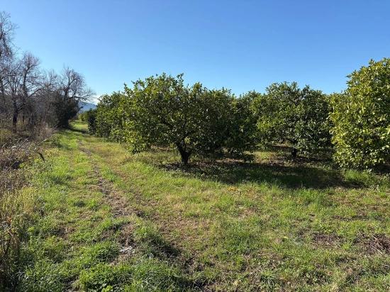 Zitronenhain In Dalyan Zu Verkaufen, 16.500 M²