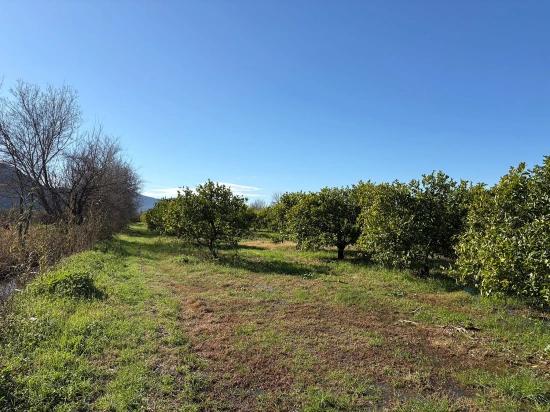 Zitronenhain In Dalyan Zu Verkaufen, 16.500 M²