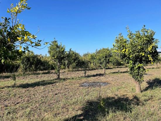 6600 M² Großes Grundstück In Der Nähe Des Zentrums Von Dalyan Zu Verkaufen.