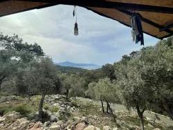 Feld Zu verkaufen in Ekincik Bz. Köyceğiz - Olive-Zonierung - 7.000 m²