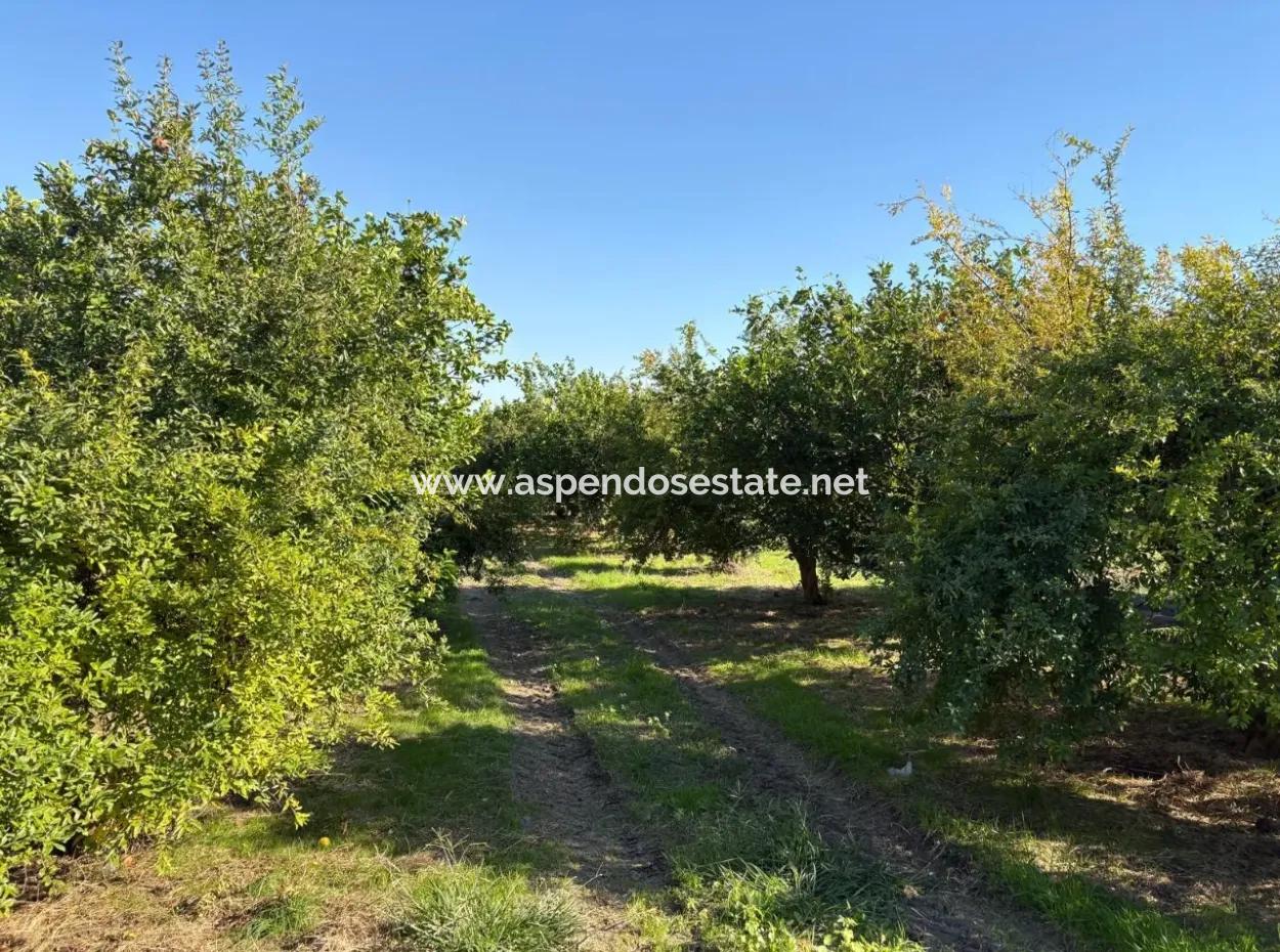 6150M2 Zitronen- Und Granatapfelgarten Zum Verkauf In Eskiköy