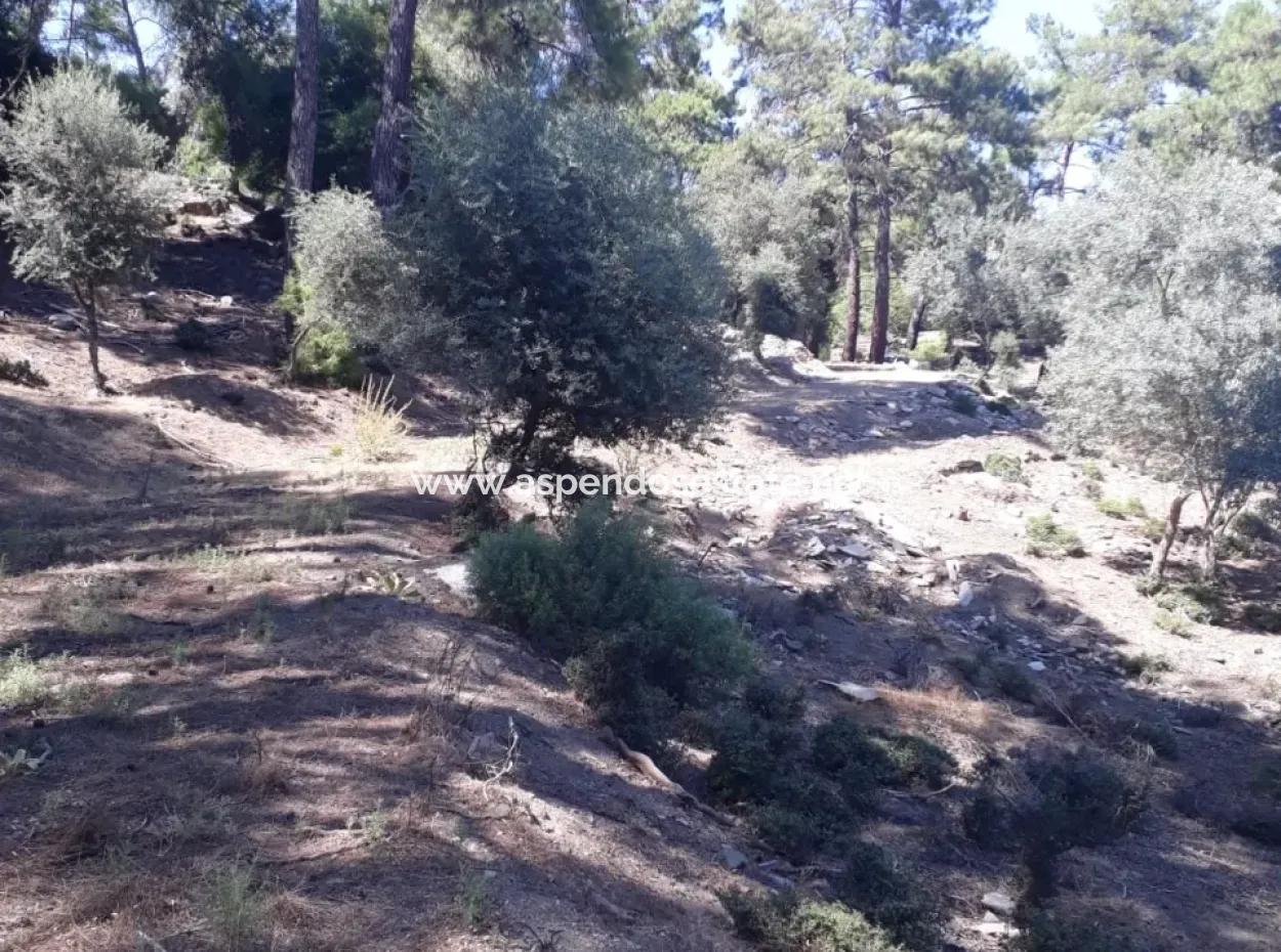 Dalyan Iztuzu In Der Dalyan Zum Verkauf Zum Verkauf In Der Candır 2367M2 2B