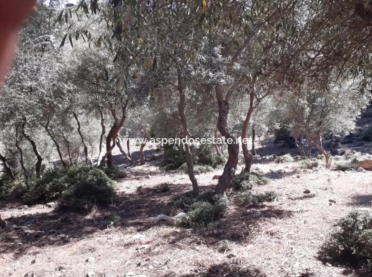 Dalyan Iztuzu In Der Dalyan Zum Verkauf Zum Verkauf In Der Candır 2367M2 2B