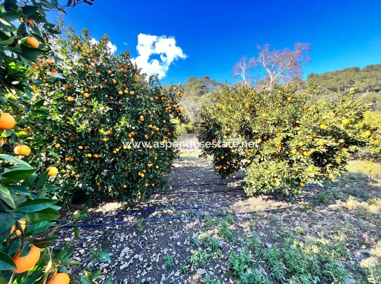 Einstöckiges Haus Zum Verkauf In 5000M2 Grundstück In Çandır