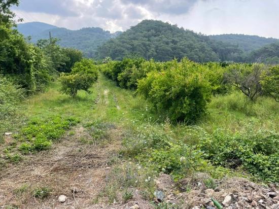 7800 M² Großes Grundstück Zum Verkauf In Gökbel, Neben Der Iztuzu Beach Road