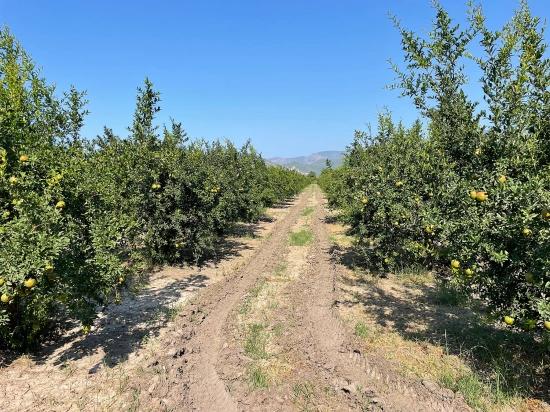 10.000 M² Großer Granatapfelgarten Zum Verkauf In Der Gegend Von Dalyan Arıkbaşı Gerendüzü.