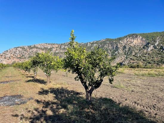 6600 M² Großes Grundstück In Der Nähe Des Zentrums Von Dalyan Zu Verkaufen.