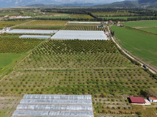 16.000 M² Großer Granatapfelgarten In Eskiköy Zu Verkaufen