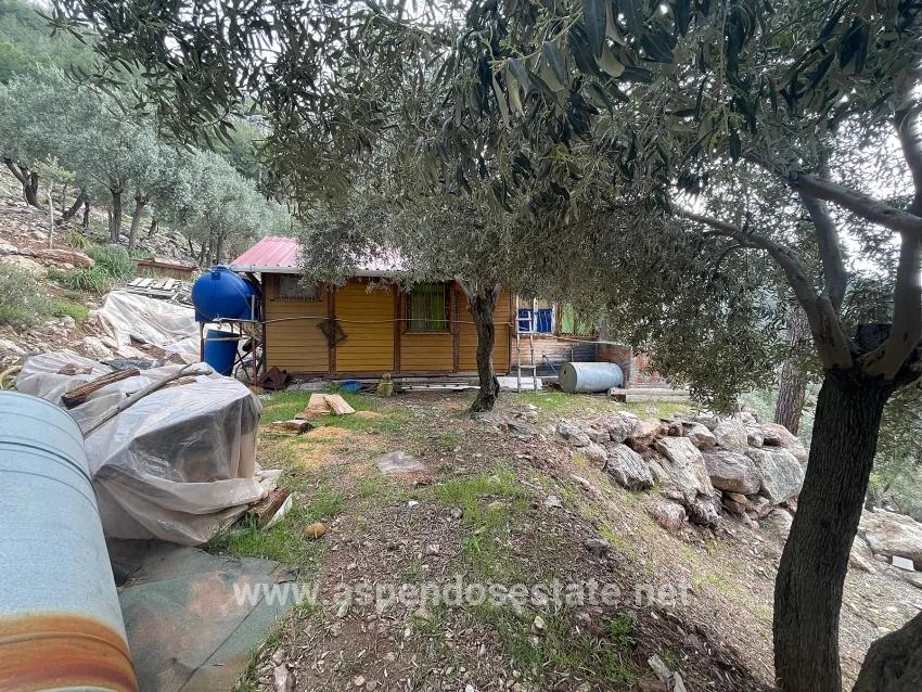 Field For sale in Ekincik Nbh. Köyceğiz - Olive Zoned - 7.000 m²