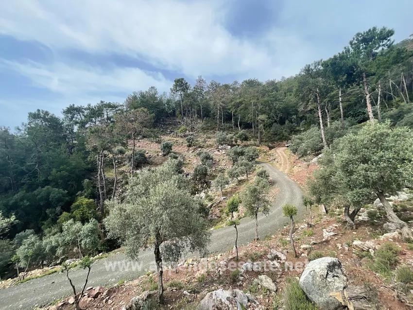 Field For sale in Ekincik Nbh. Köyceğiz - Olive Zoned - 7.000 m²