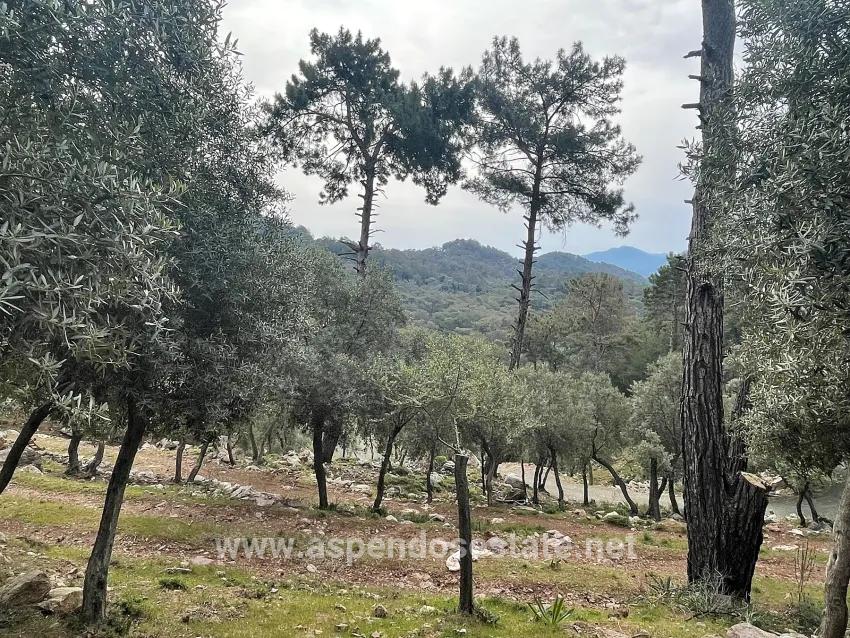 Field For sale in Ekincik Nbh. Köyceğiz - Olive Zoned - 7.000 m²