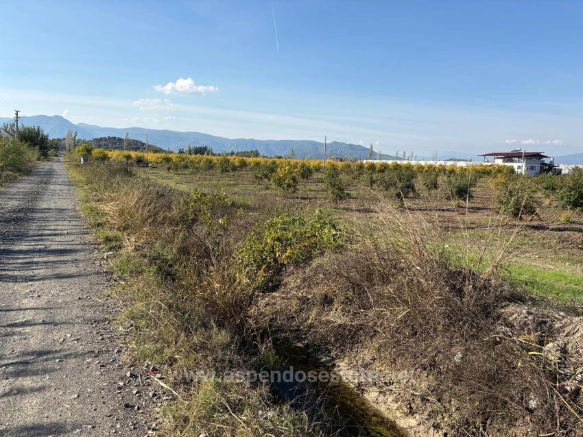 21500M2 Pomegranate Garden For Sale In Eskiköy