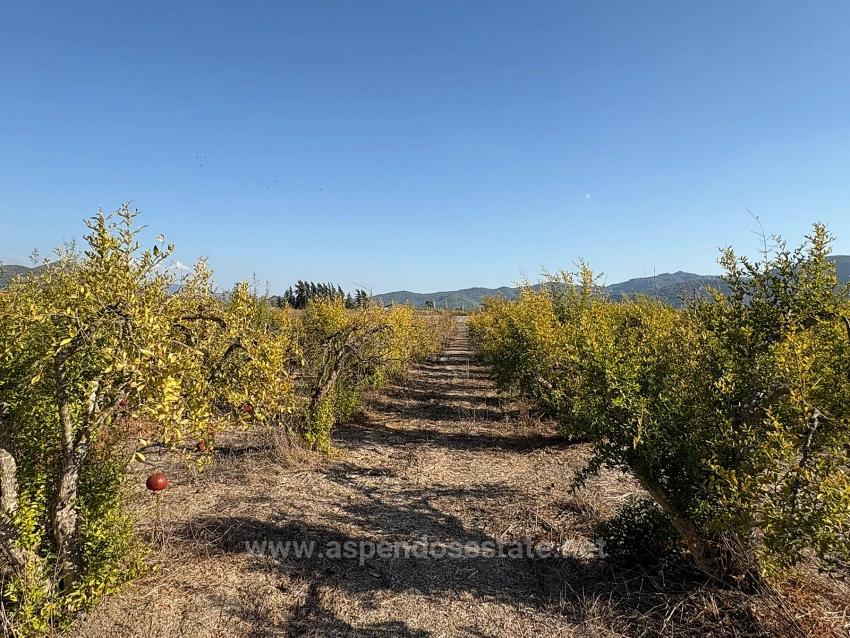 19,663 M² Farm Land And House In Eskiköy