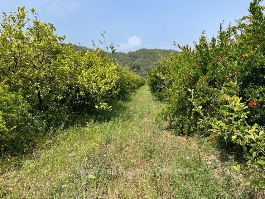 7800M2 Land For Sale In Gökbel, Next To Iztuzu Beach Road