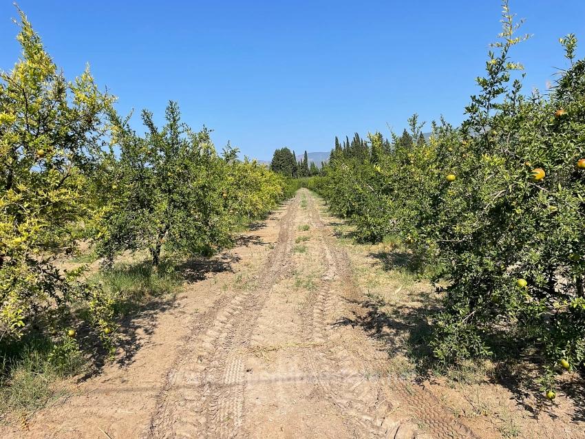 10,000 M² Pomegranate Orchard For Sale In Dalyan Arıkbaşı Gerendüzü Area.