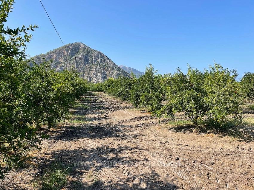 10,000 M² Pomegranate Orchard For Sale In Dalyan Arıkbaşı Gerendüzü Area.