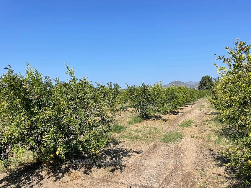 10,000 M² Pomegranate Orchard For Sale In Dalyan Arıkbaşı Gerendüzü Area.