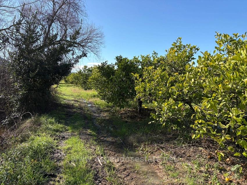 Lemon Orchard For Sale In Dalyan, 16,500 M²