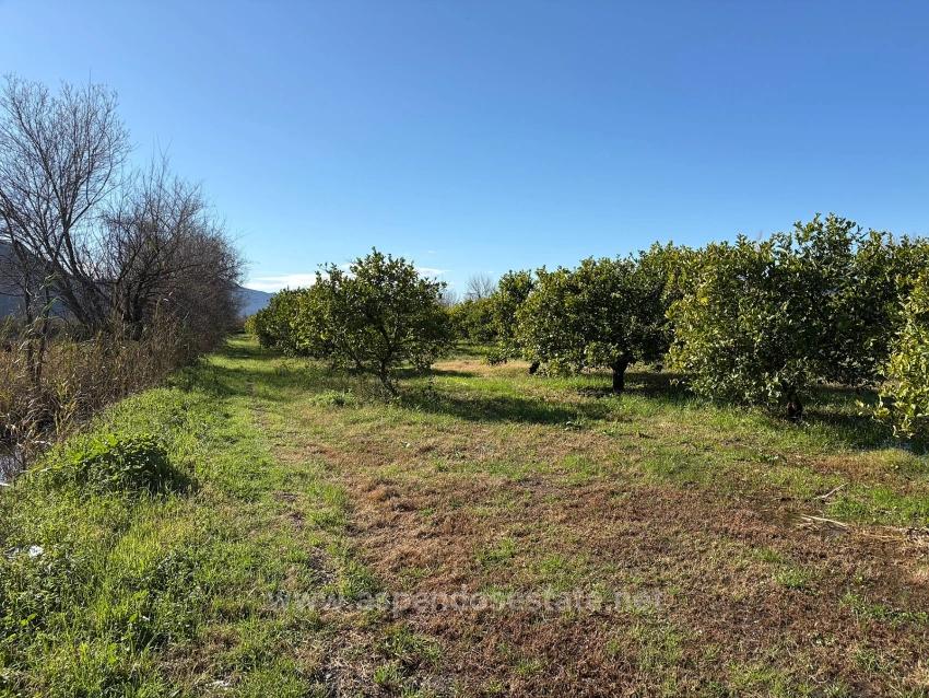 Lemon Orchard For Sale In Dalyan, 16,500 M²