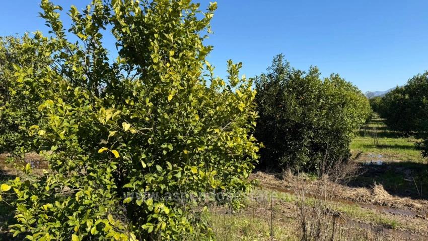 2.218M2 Land For Sale In Okçular Marmarlı