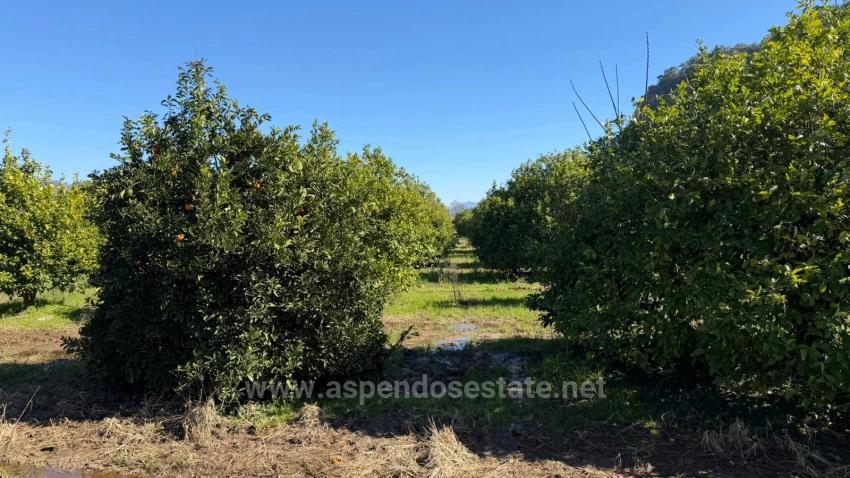 2.218M2 Land For Sale In Okçular Marmarlı