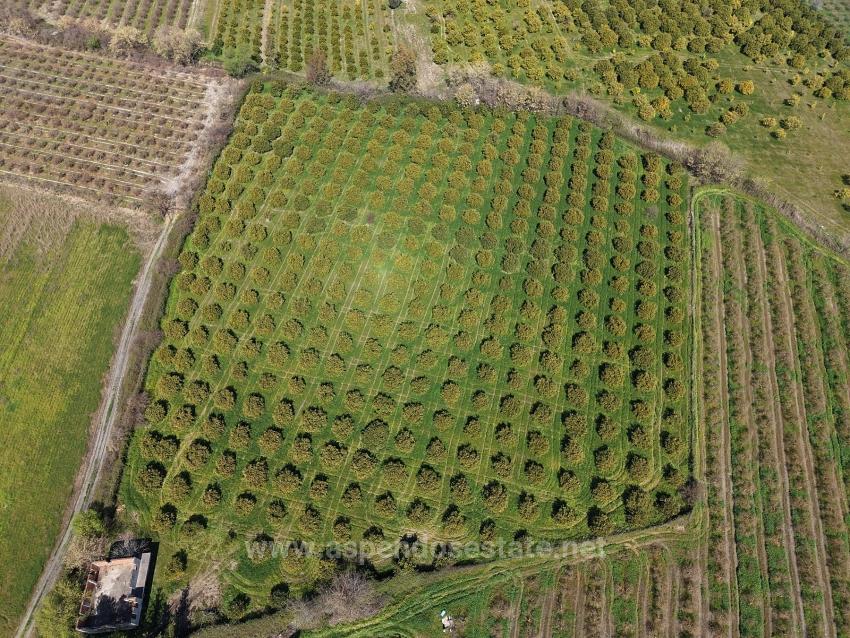 17.550M2 Vineyard-Bahce For Sale Close To Dalyan Center