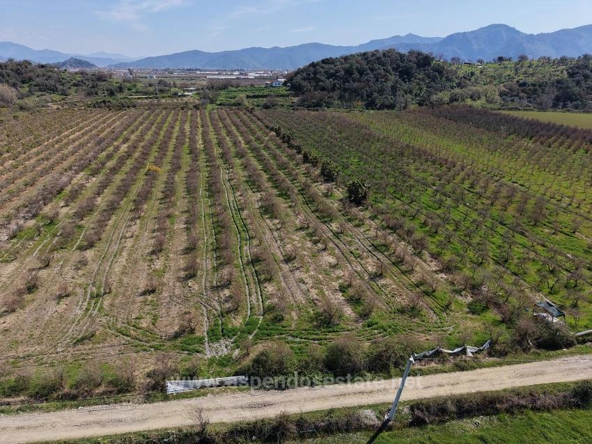 16.710M2 Pomegranate Garden For Sale With Lake View In Eskiköy