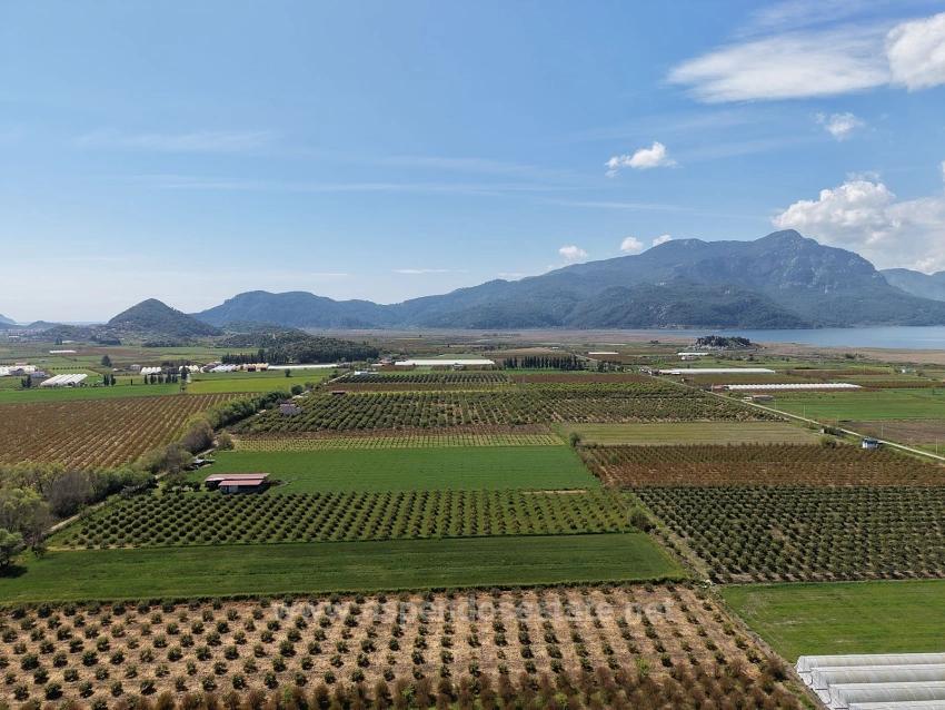 16,000 M² Pomegranate Orchard For Sale In Eskiköy