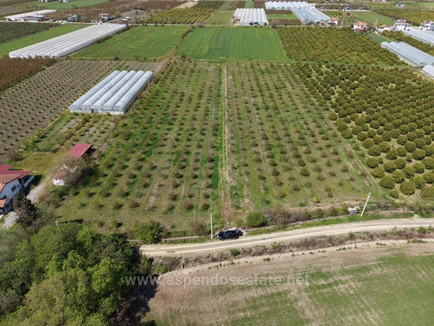 16,000 M² Pomegranate Orchard For Sale In Eskiköy