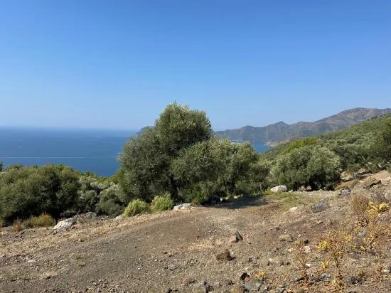 Field with sea view, 21.000 m2, 2b, for sale In Çandır
