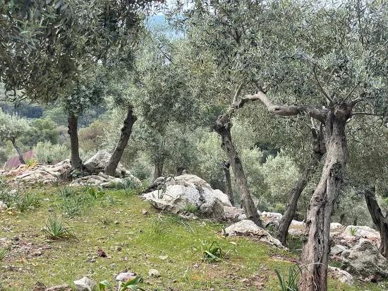 Köyceğiz Ekincik sea view 7.000m2 2b for sale olive grove