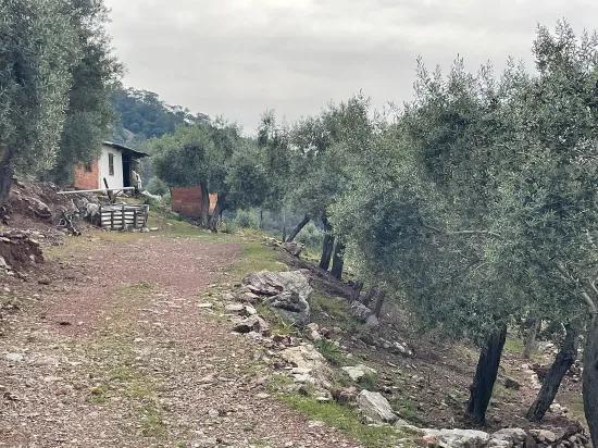 Köyceğiz Ekincik sea view 7.000m2 2b for sale olive grove